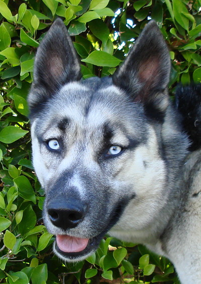 sierra von alpen face 3